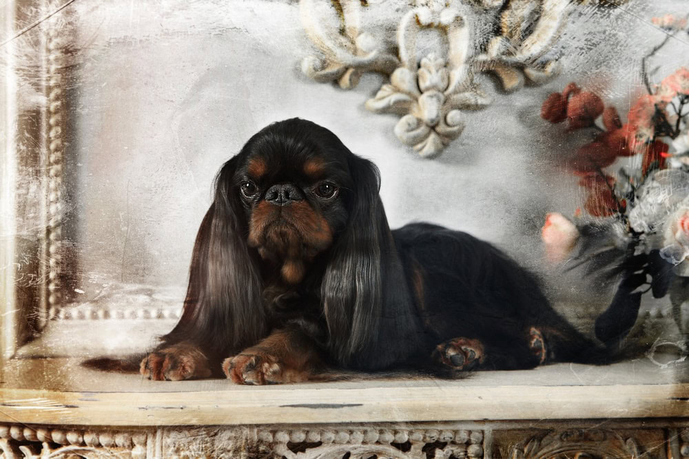 English Toy Spaniel or King Charles Spaniel
