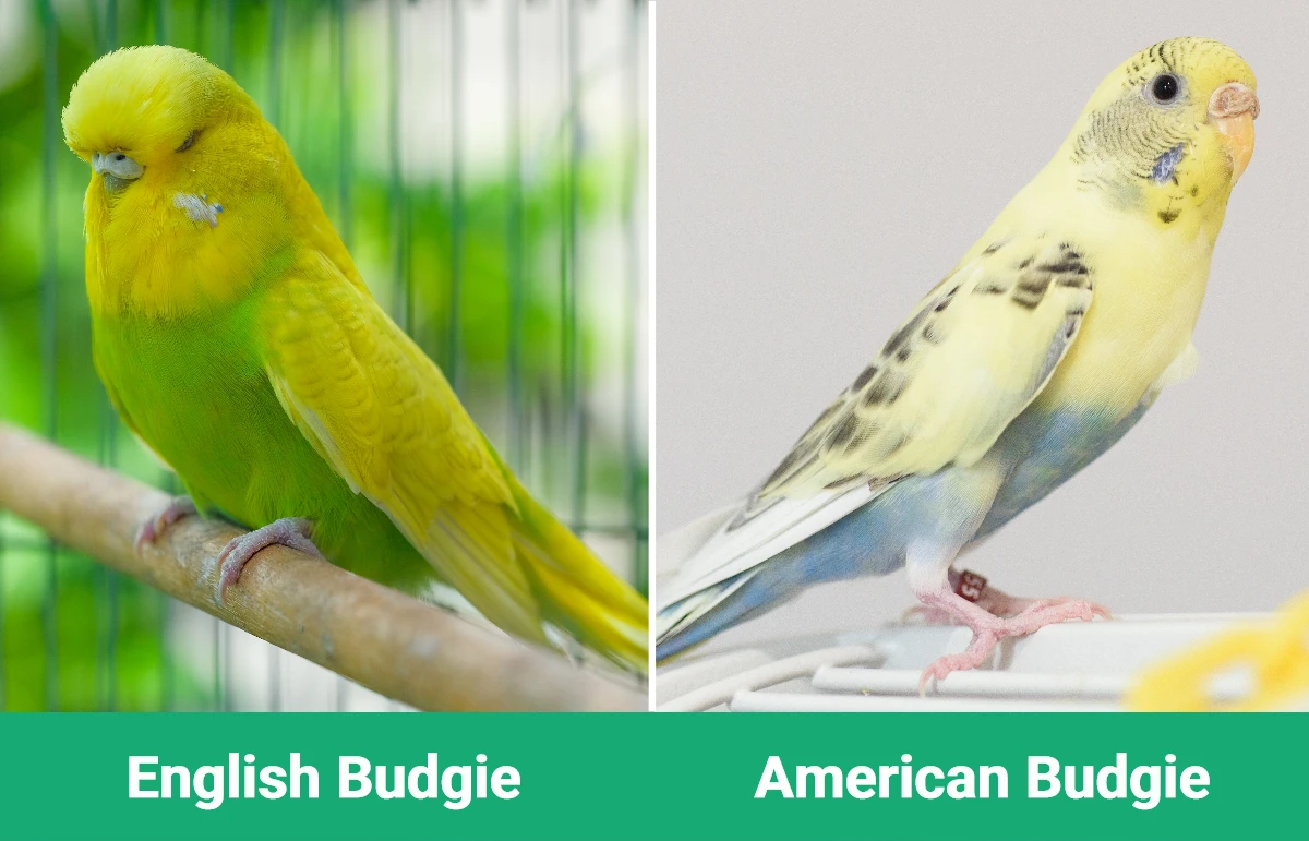 English vs American Budgie - Visual Differences