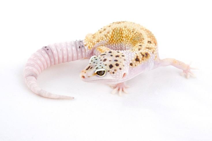 Enigma leopard gecko