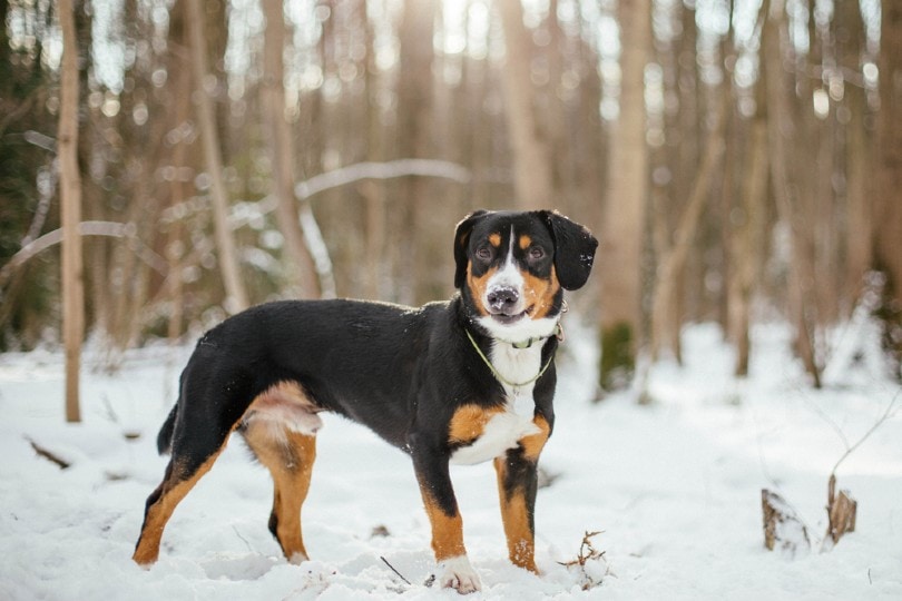 Entlebucher Mountain Dog