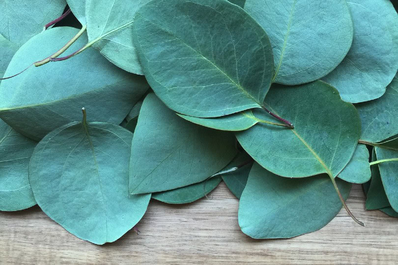 Eucalyptus leaves