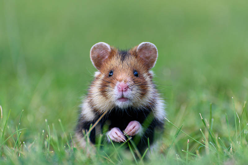 European Common Hamster (Cricetus Cricetus) on the Vienna Central Cemetery