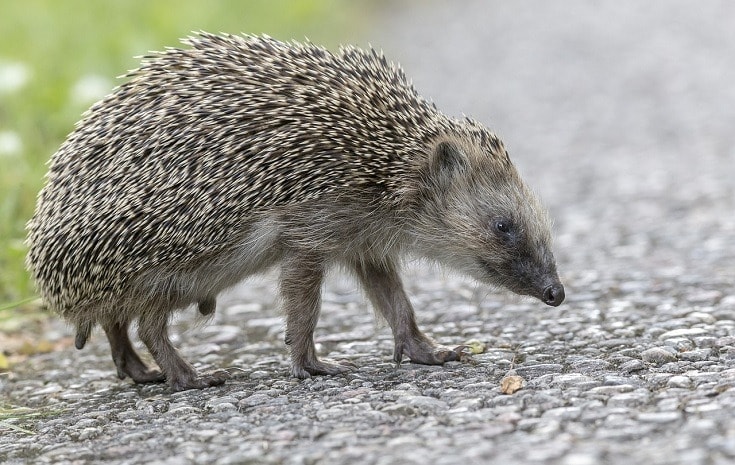 European Hedgehog