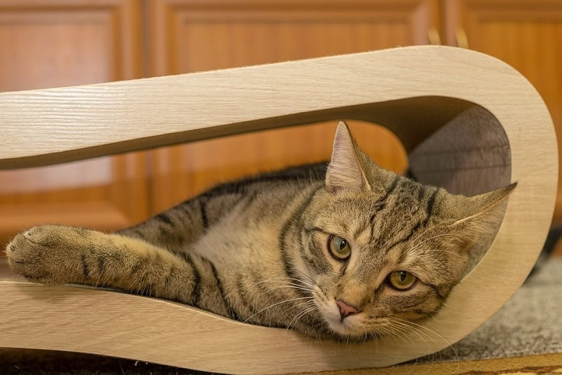 European Shorthair Cat