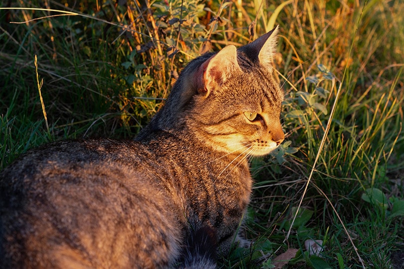 European Shorthair Cat in Sunset