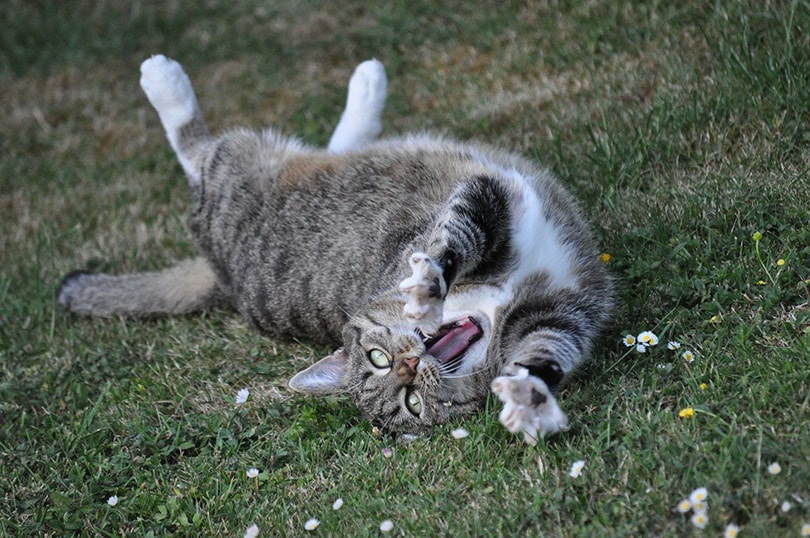 European Shorthair Playing