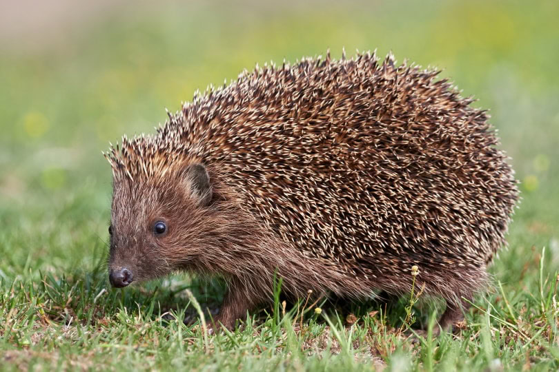 European hedgehog in the wild