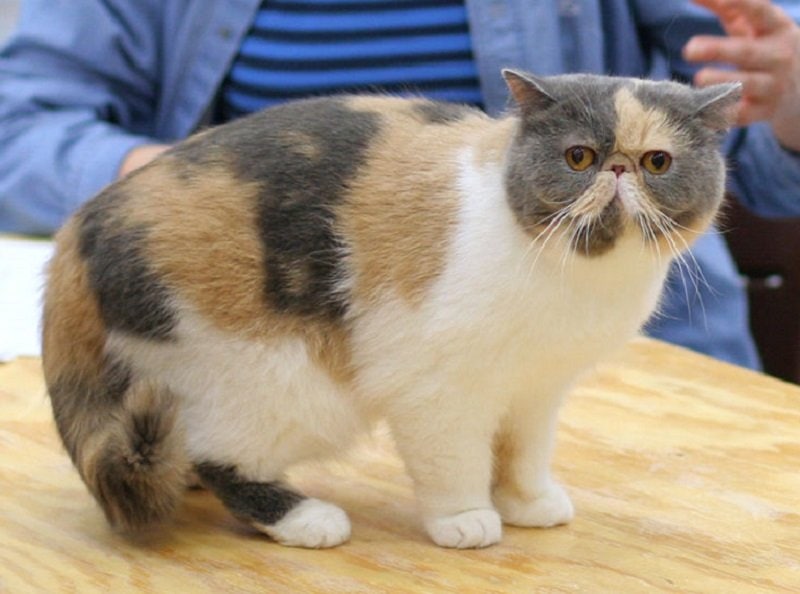 Exotic Shorthair_Heikki Siltala , Wikimedia