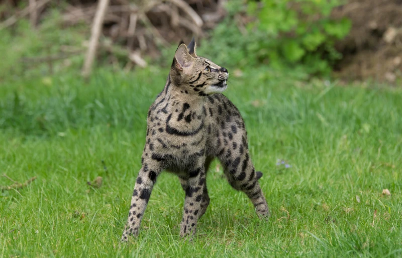 F1 Savannah cat