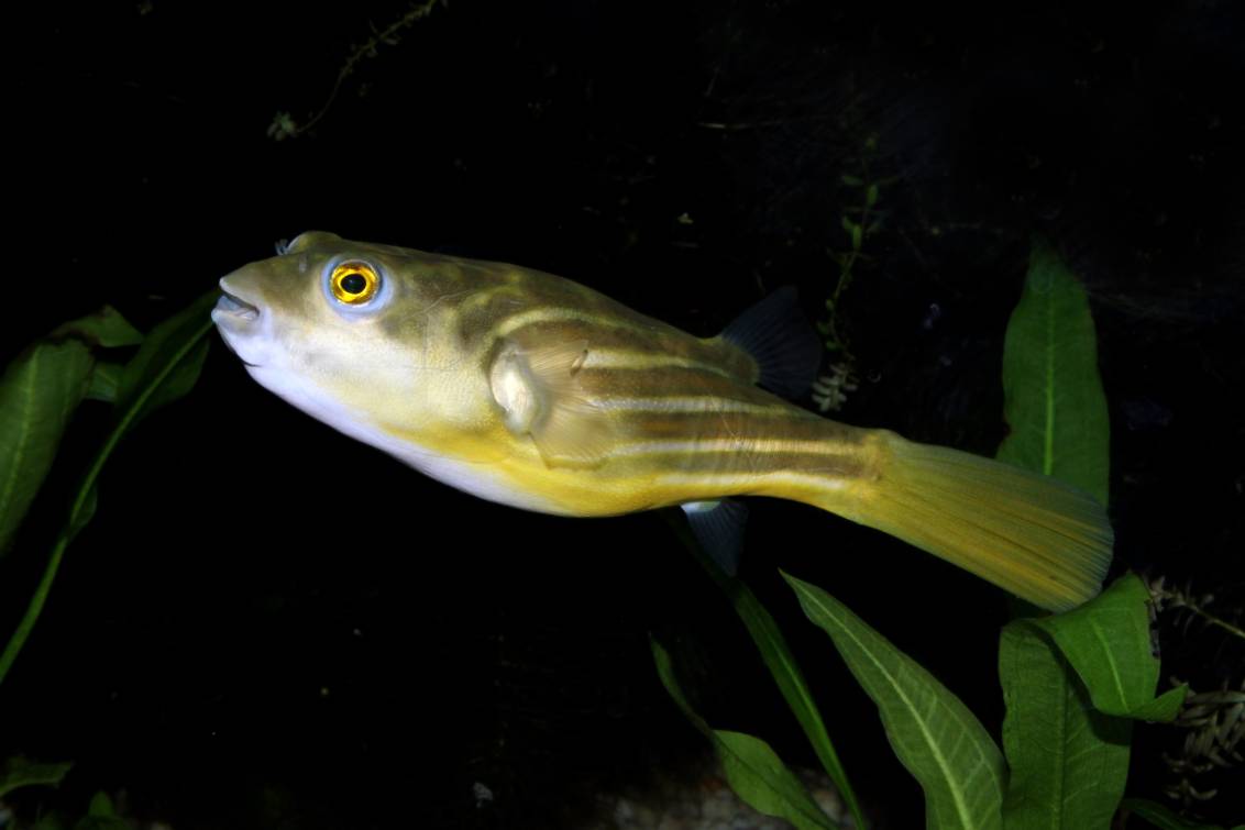 Fahaka Puffer