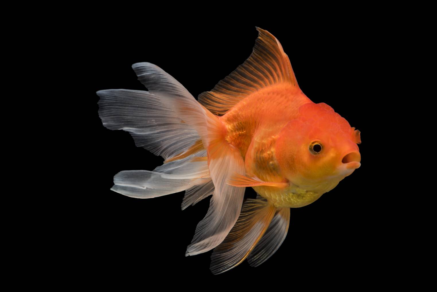 Fantail Goldfish
