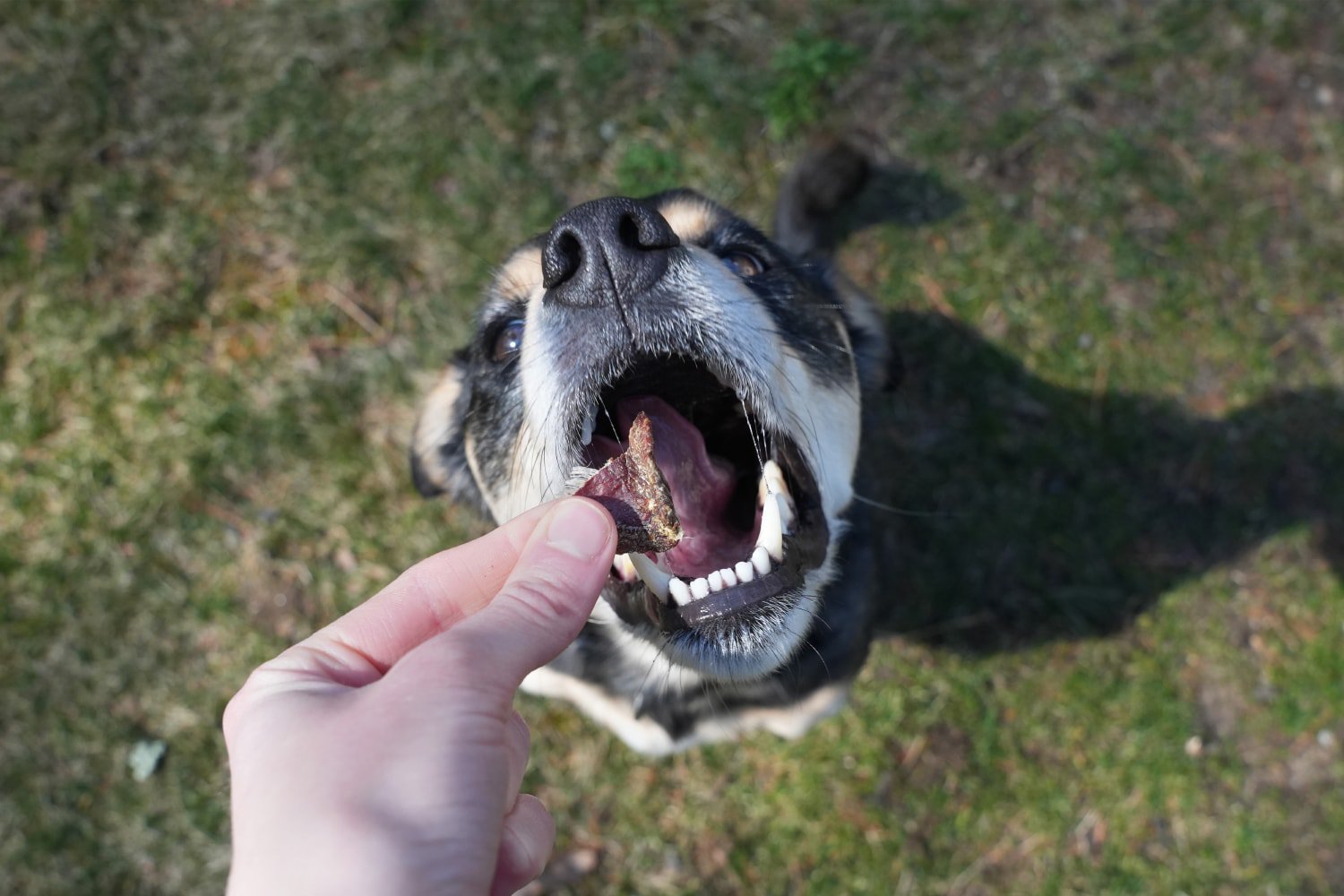 Farm Hounds - elo eating the treat