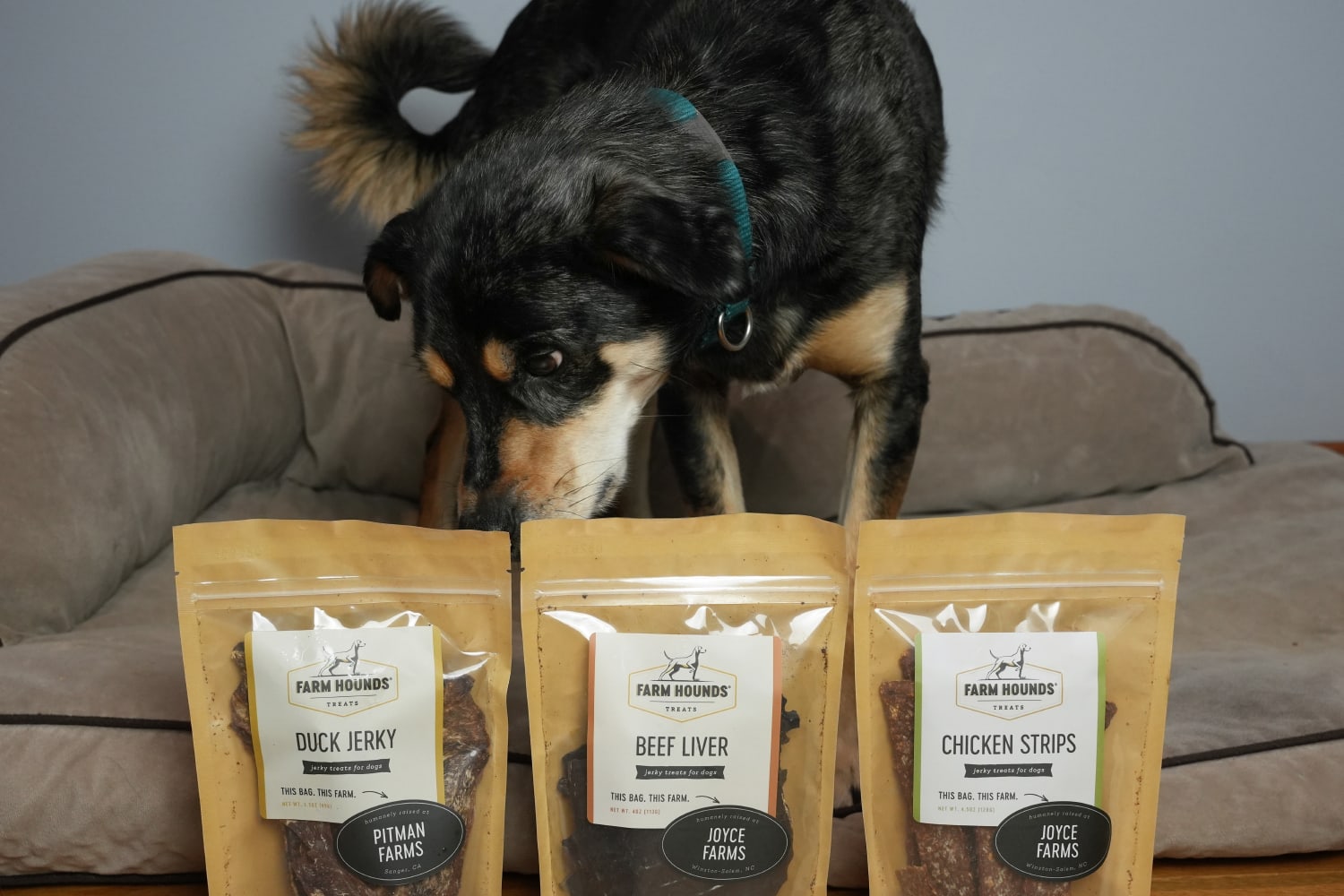 Farm Hounds - elo sniffing the treats