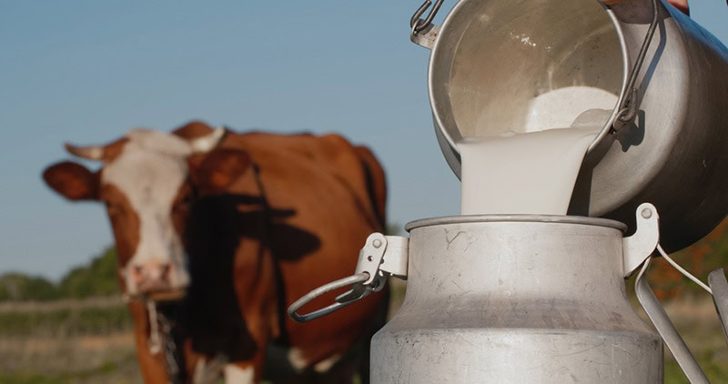Farmer pours milk into can