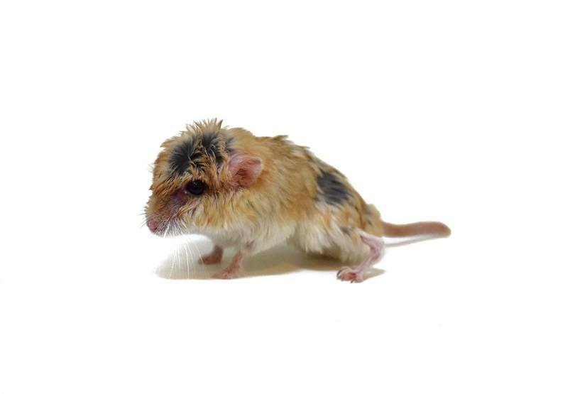 Fat tailed gerbil_Aticha Singsaeng_shutterstock