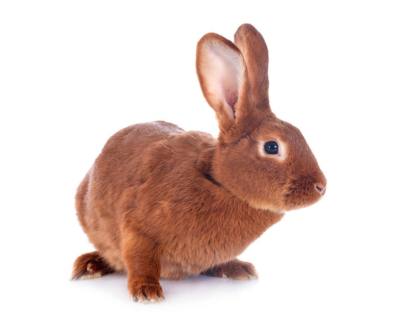 Fauve de Bourgogne rabbit in front of white background