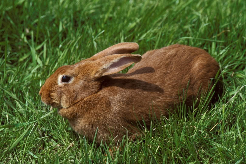 Fauve de Bourgogne rabbit sitting on the grass