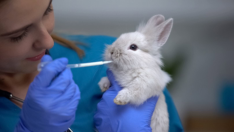 Feeding Baby Rabbit