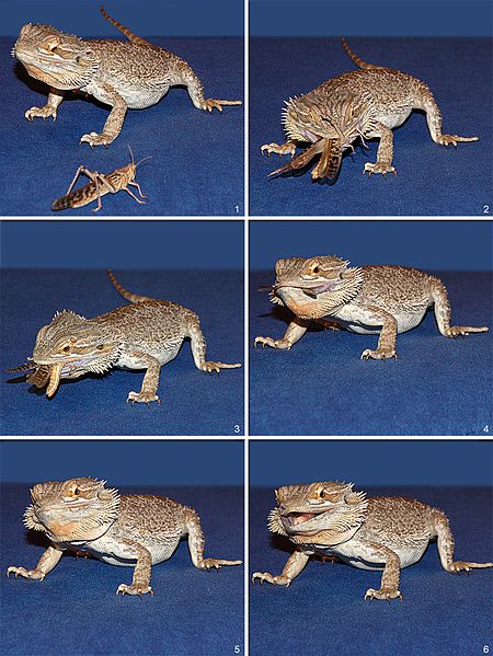 Feeding a Bearded Dragon