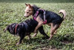 Why Do Female Dogs Hump? 6 Vet-Verified Reasons The Vet Desk