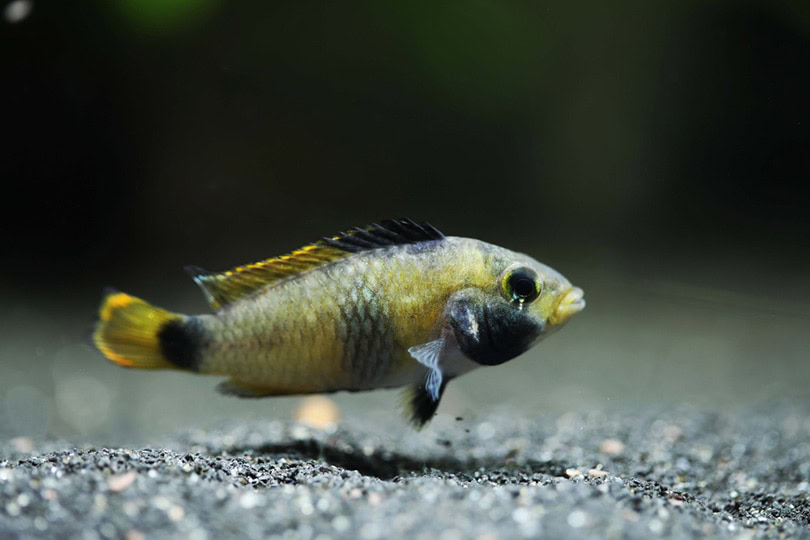 Female Panda Dwarf Cichlid