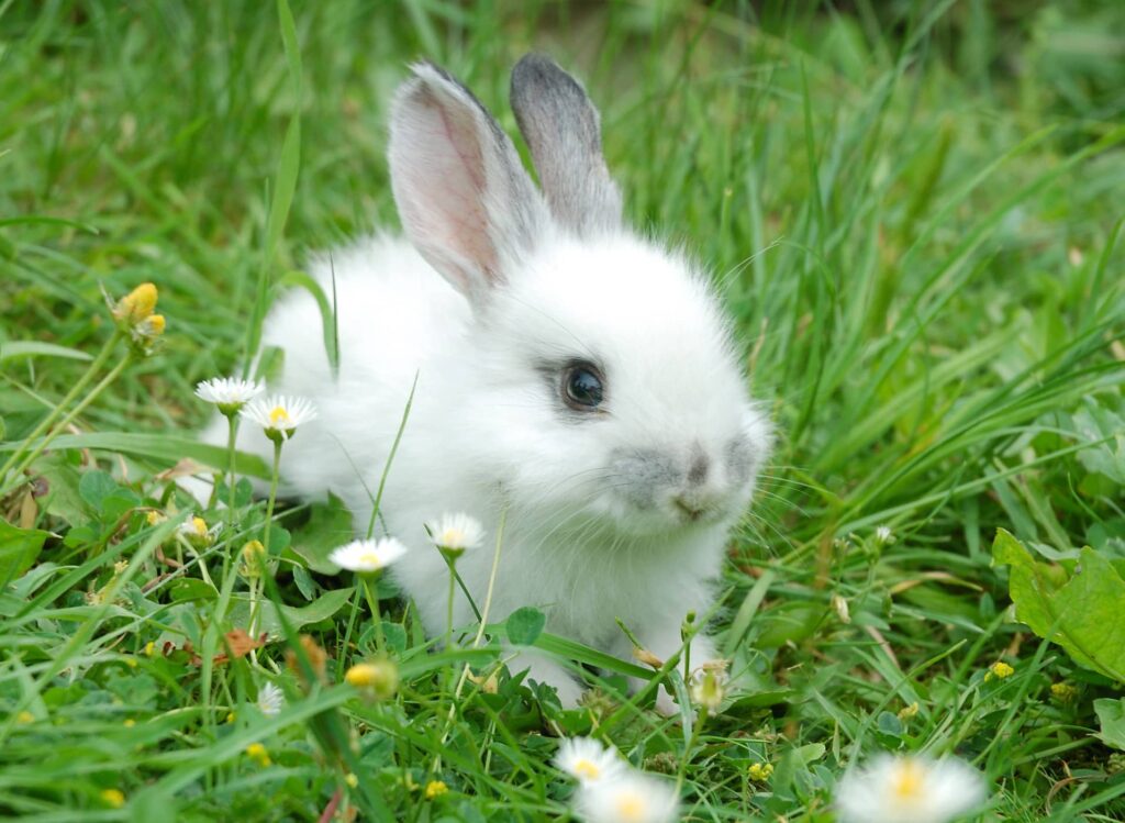 Female Rabbit on grass