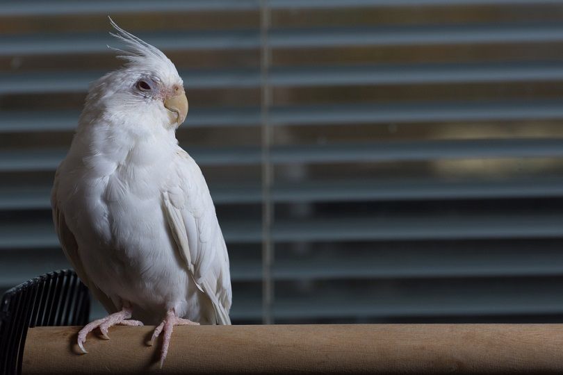 Female albino cockatiel_Gary_Ellis_Photography_shutterstock2