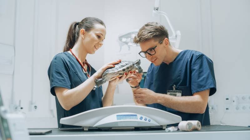 Female and Male Veterinarians Examining a Healed Tortoise