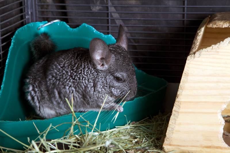 Female domesticated pet chinchilla in cage eating hay