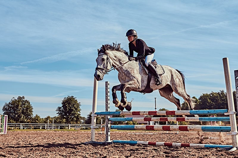 Female jockey on dapple gray horse jumping over hurdle in the open arena
