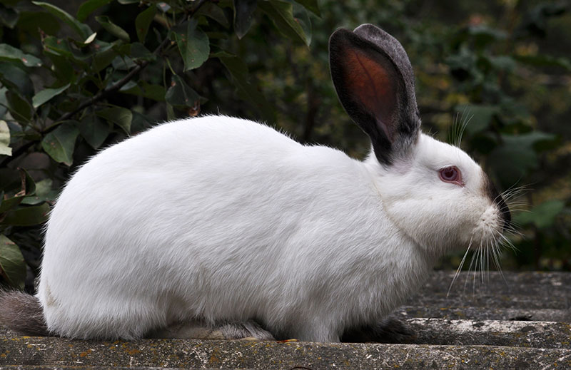 Female rabbit of the Californian breed