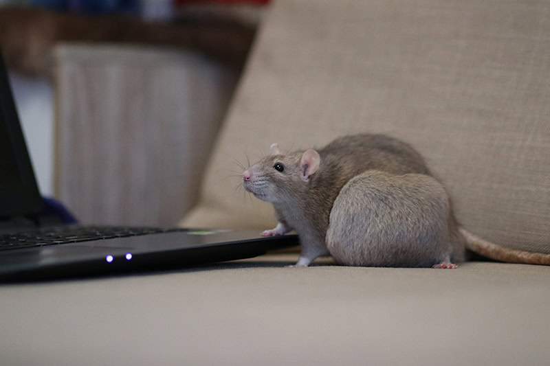 Female rat with large tumor