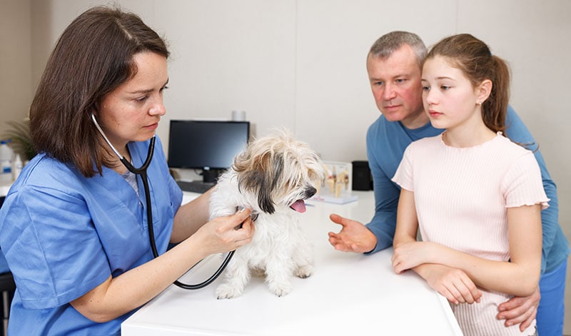 Female veterinarian examining Havanese puppy in clinic