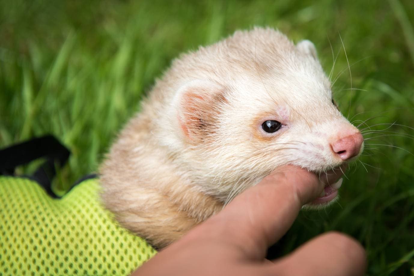 Ferret Bite