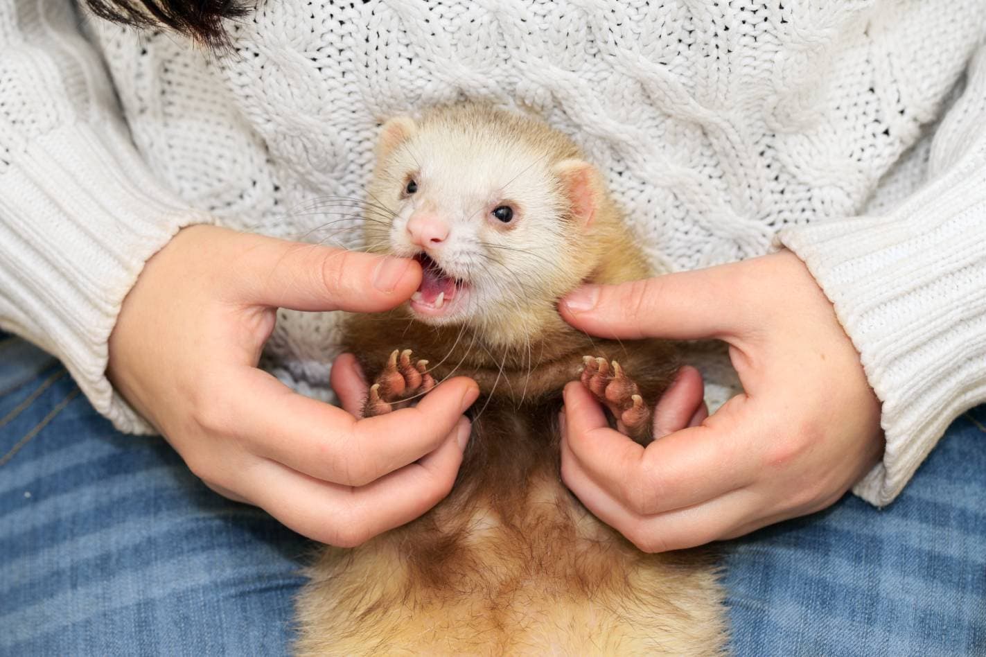 Ferret Bite