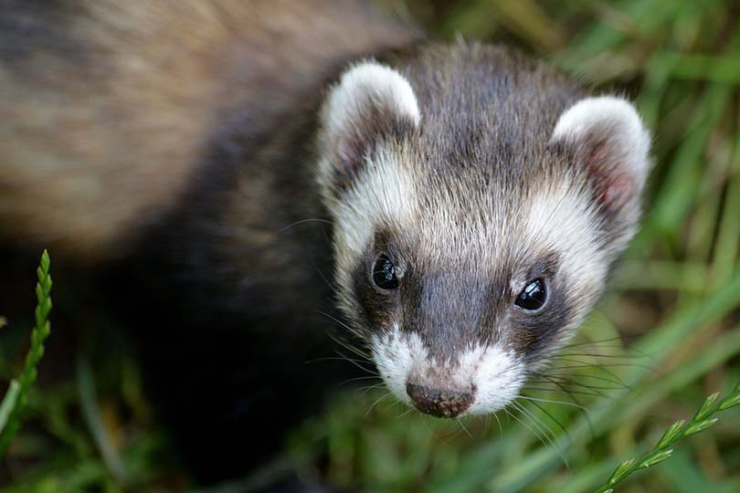 Ferret Closeup