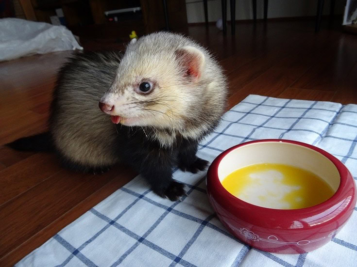 Ferret Eating Eggs