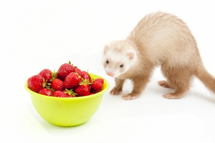 Ferret Eating Straberries