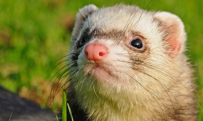 Ferret headshot on grass