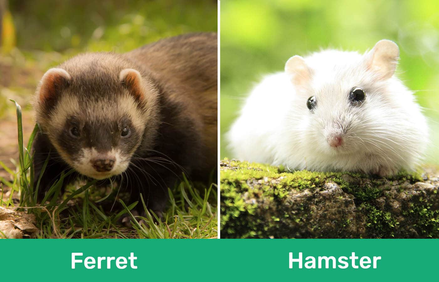 Ferret and Hamster side by side
