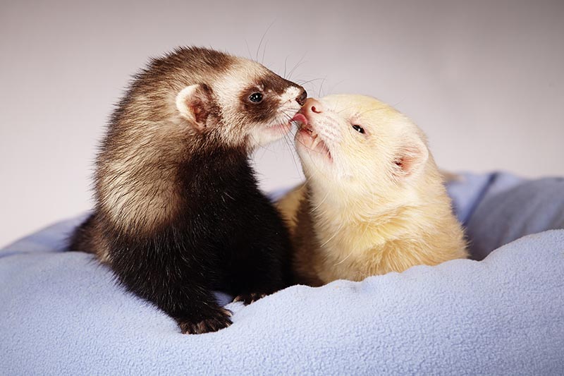 Ferret couple posing for portrait in studio