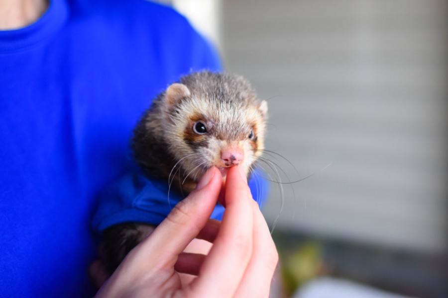 Ferret eating a treat_lili exe_shutterstock