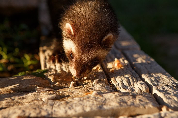 Ferret eating outdoor