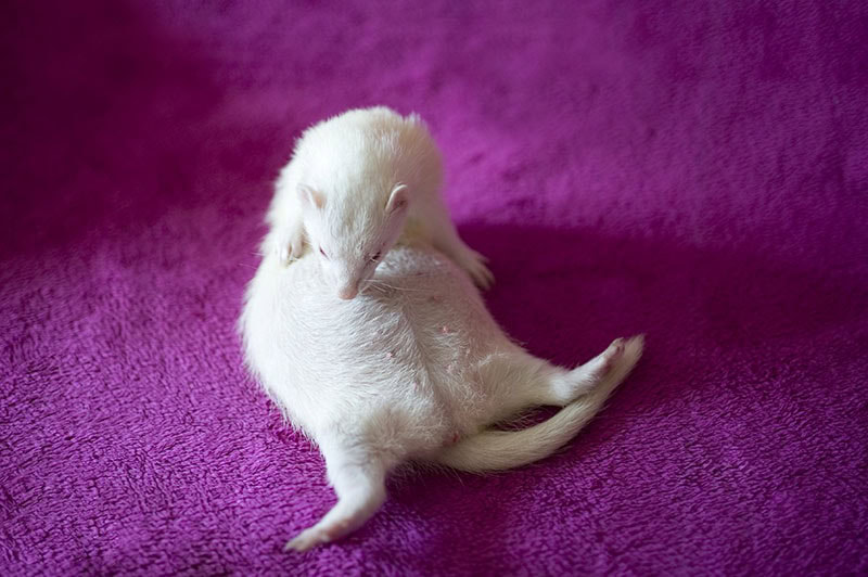 Ferret female with big belly full of babies before birth