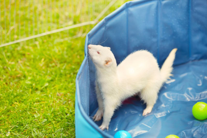 Ferret in a plastic pool