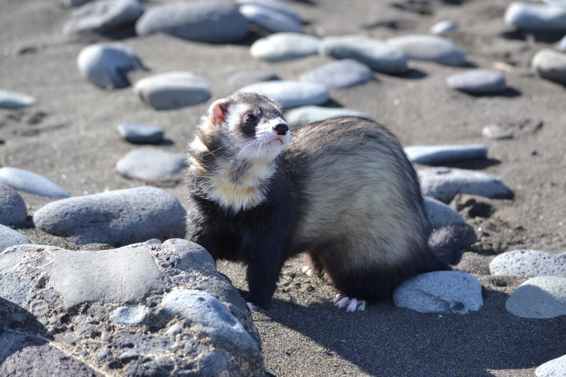 Ferret standing on rocks and sand