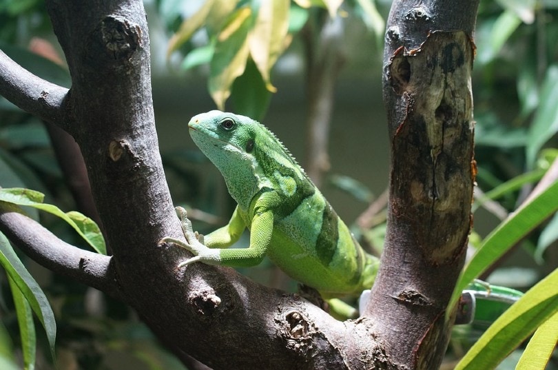 Fiji Banded Iguana