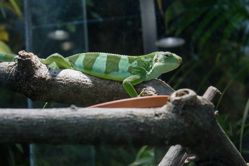 Fiji Banded Iguana