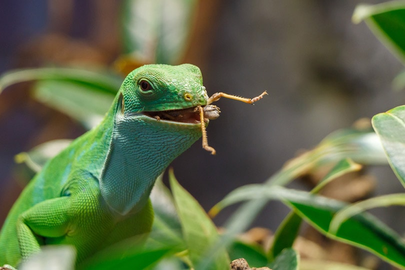 Fiji Banded Iguana eating a cricket