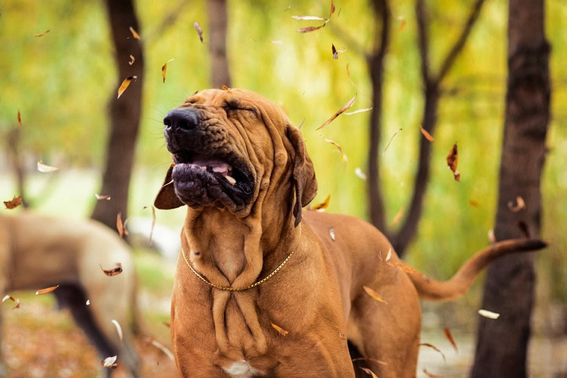 Fila Brasileiro Brazilian Mastiff seasonal allergy
